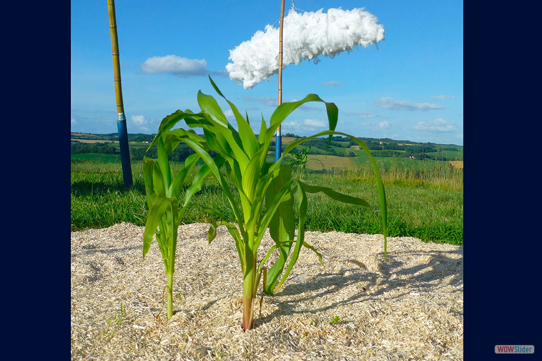 44-Plants de Maïs rouge